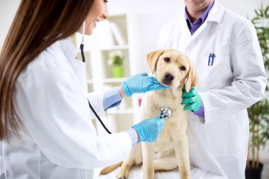 OSHA Safety in the Veterinary Industry